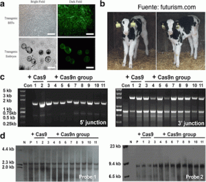 Vacas tuberculosis bovina